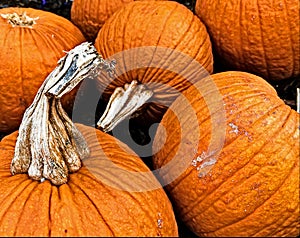 Pumpkin Pie, sized just for pies. TLC in Oklahoma City