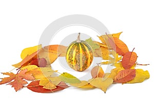 Pumpkin on pile of fall leaves