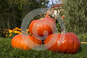 Pumpkin piramide