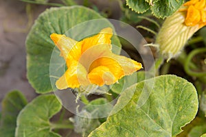 Pumpkin plant blooming