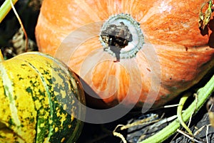 Pumpkin plant growing in black earth, yellow green small and orange large pumpkin, close up macro