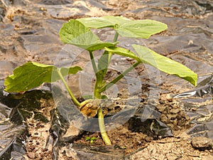 Pumpkin plant growing from seed