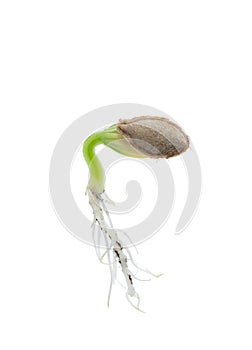 Pumpkin plant growing from seed isolated on white