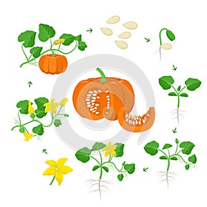 Pumpkin plant growth stages infographic elements in flat design. Life cycle of Cucurbita from seeds, sprout to ripe photo