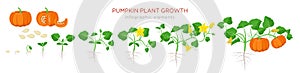 Pumpkin plant growth stages infographic elements in flat design. Planting process of Cucurbita from seeds, sprout to