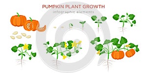 Pumpkin plant growth stages infographic elements in flat design. Planting process of Cucurbita from seeds, sprout to