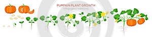 Pumpkin plant growth stages infographic elements in flat design. Planting process of Cucurbita from seeds, sprout to photo