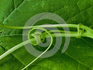 Pumpkin plant tendrils curling around each other