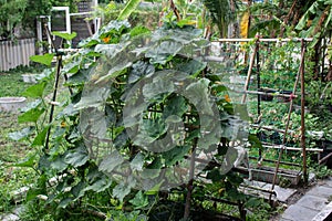 pumpkin plant in the vegetable garden