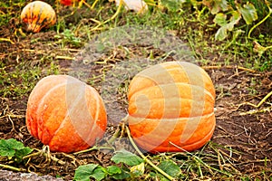 Pumpkin plantation in the field