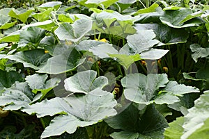 Pumpkin plants with blossoms in the garden