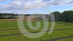 Pumpkin plants with rich harvest on a field