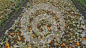 Pumpkin plants with rich harvest on a field