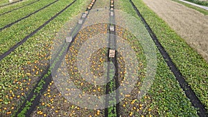 Pumpkin plants with rich harvest on a field