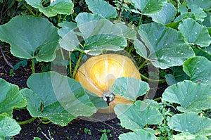 Zucca impianti raccolto sul 