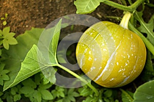 Pumpkin plants with rich harvest on a field ready to be harvested. Big orange pumpkins growing in the garden. Autumn