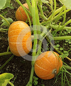 Pumpkin plants with rich harvest on a field ready to be harvested. Big orange pumpkins growing in the garden. Autumn