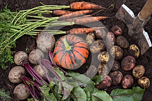 Pumpkin, potato, carrot, beetroot on soil, ground in garden. Harvest of fresh raw organic vegetables