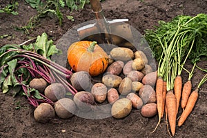 Pumpkin, potato, carrot, beetroot on soil, ground in garden. Harvest of fresh raw organic vegetables