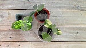 Pumpkin potted plants rotating top view on wooden table for grow