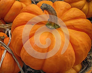 Pumpkin in a pumpkin patch