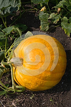 Large Pumpkin growing photo