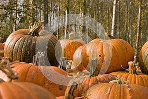 Pumpkin on Pumpkins