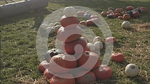 Pumpkin pyramid in sunny autumn weather. Folding a figure of vegetables.