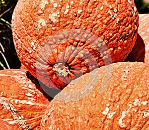 Pumpkin, Red Warty Thing, Squash with warts