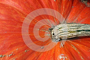 Pumpkin - Rouge vif d'etamps photo