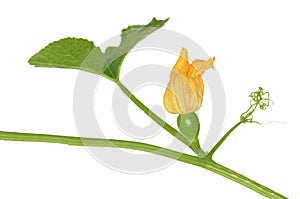 Pumpkin yellow flower