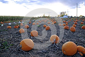 Pumpkin sale at a roadside stand