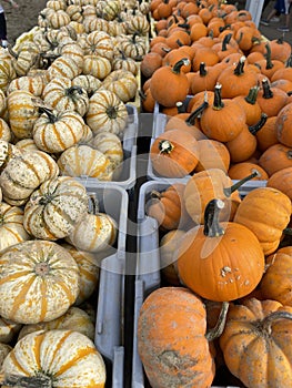 Pumpkin season, New York State, USA