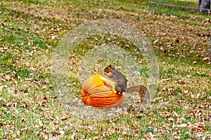 Pumpkin Seed Feast for a Squirrel