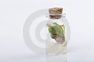 A pumpkin seed germinates closed in a glass jar