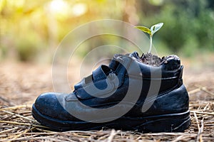 Pumpkin seed Germination in safety shoes