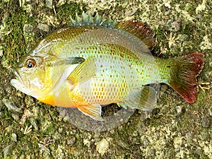 Pumpkin seed panfish