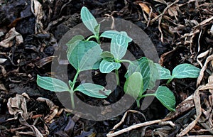 Pumpkin seedling on fertile soil