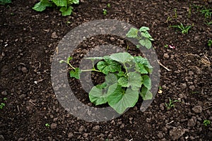 Pumpkin seedling are growing from seeds on the soil. Agricultural process, agriculture.