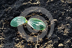 Pumpkin seedling. Selective focus on seedling leaves in blurred soil background. Close up