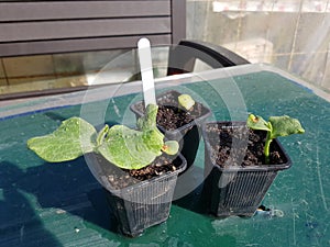 Pumpkin seedlings in the urban family garden, planting pumpkin seeds