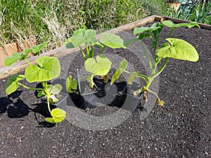 Pumpkin seedlings in the urban family garden, planting pumpkin seeds