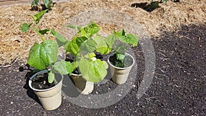 Pumpkin seedlings in the urban family garden, planting pumpkin seeds