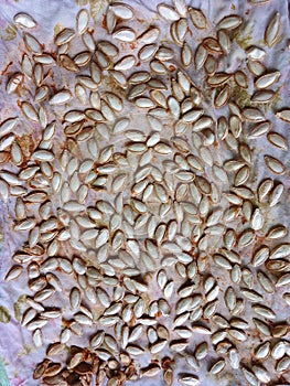 Pumpkin Seeds Are Dried In The Sun