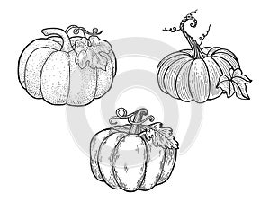 pumpkin set line art sketch vector illustration