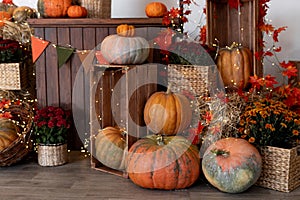 Pumpkin shop. Pumpkins in baskets and boxes. Many different pumpkins for sale. Concept of autumn, harvest and