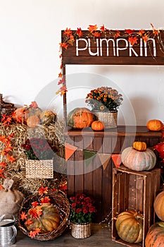 Pumpkin shop. Pumpkins in baskets and boxes. Many different pumpkins for sale. Concept of autumn, harvest and