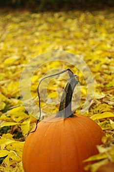 Pumpkin sides with leaves photo