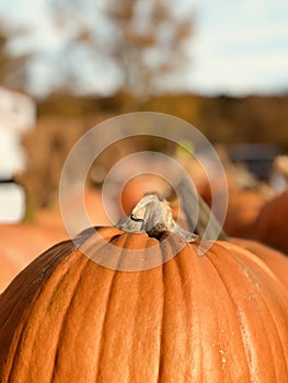 A pumpkin sits in the golden autumn sun - ORANGE - AUTUMN