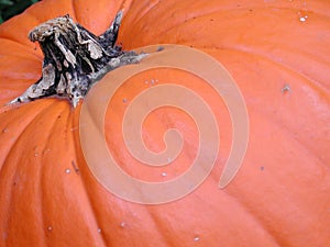 Pumpkin Skin